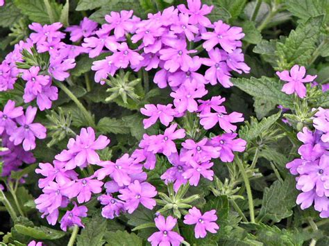 How To Grow And Care For Verbena Plants