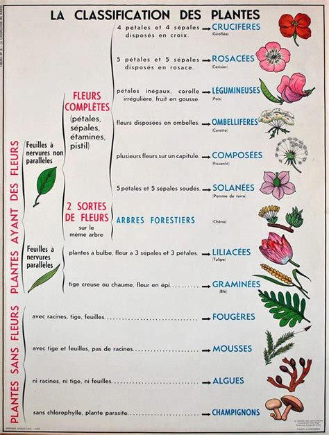 R Sultat De Recherche D Images Pour Classification Botanique