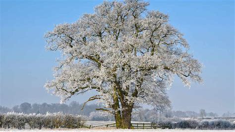 Päckchen am Baum Karin Greiner Pflanzenlust