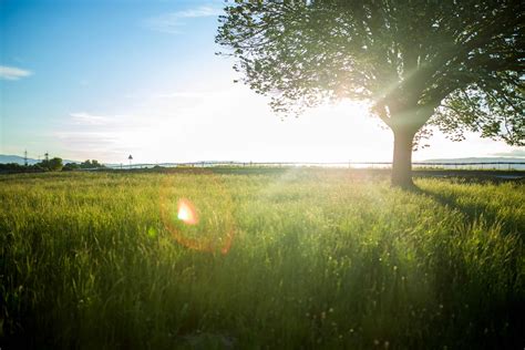 Free Picture Sunshine Summer Dawn Field Grass Landscape Sun