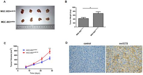 Ect Promotes Tumorigenesis Of Gc In Vivo A Oe Ect In Mgc Cells