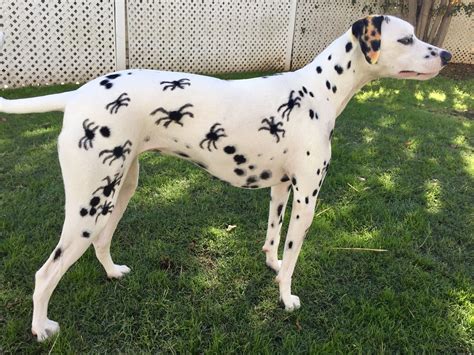 Easy Do It Yourself Dog Halloween Costumes at Pearl Murray blog