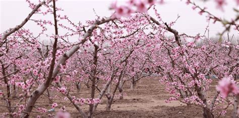 内黄县：万亩桃花开 带动乡村旅游热 桃树 游客 文化