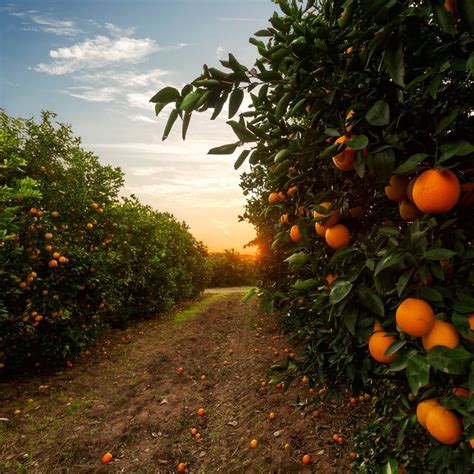 Mandarina Propiedades Beneficios Y Cómo Usarla En La Cocina