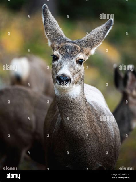 Kanada Hirsch Fotos Und Bildmaterial In Hoher Aufl Sung Alamy