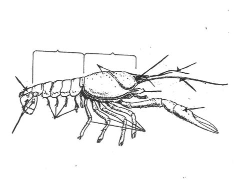 Crayfish Anatomy Diagram Quizlet