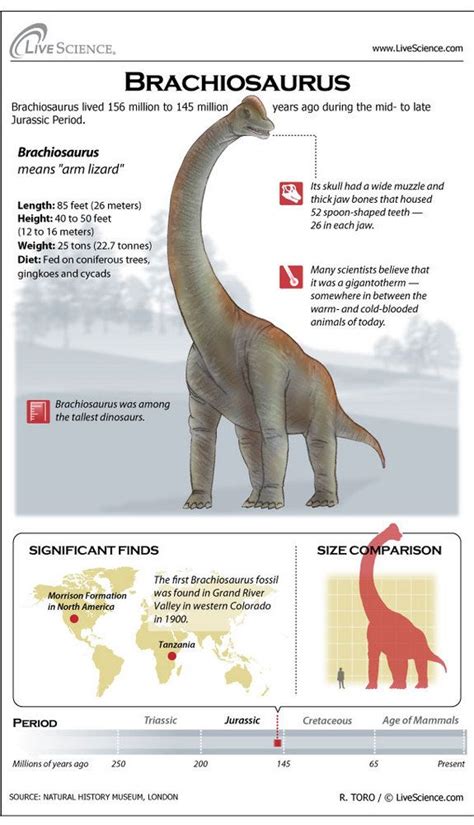 Brachiosaurus Facts About The Giraffe Like Dinosaur Dinosaur