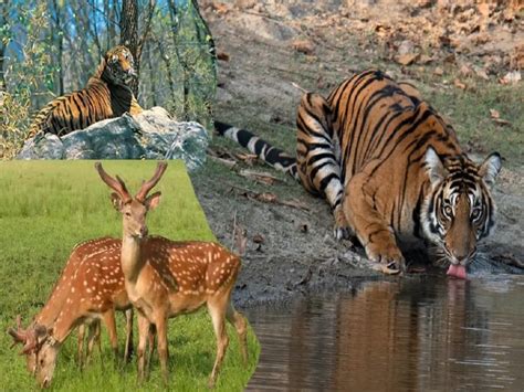 forest  jharkhand   types  animals  plants