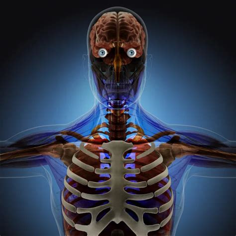 The Human Body Organs By X Rays On Blue Background High Resolution