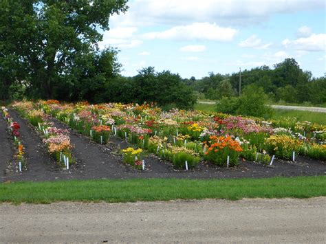 Lily Field Alberta Regional Lily Society