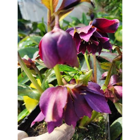 Ciemiernik 'Double Ellen Purple'
