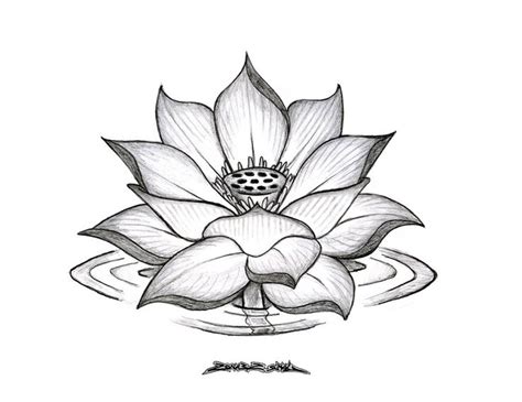 Free Lotus Drawing, Download Free Lotus Drawing png images, Free ClipArts on Clipart Library