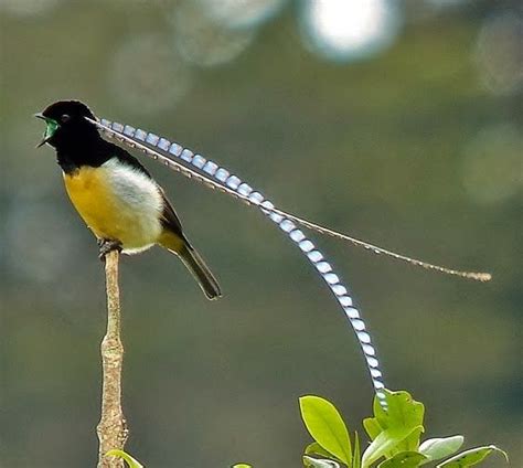 フキナガシフウチョウ King of Saxony Bird of paradise Pteridophora alberti