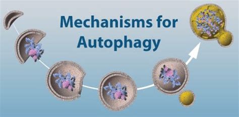 Nobel in Physiology or Medicine to Yoshinori Ohsumi for Autophagy ...