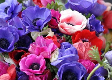 Многолетние садовые цветы + фото