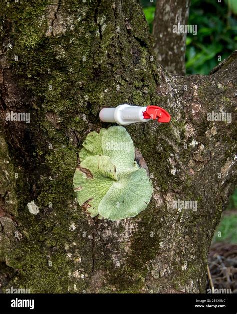 Phytophthora Root Rot Hi Res Stock Photography And Images Alamy