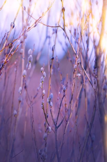 Premium Photo Spring Willow On A Pastel Abstract Background Pussy Willow Twigs