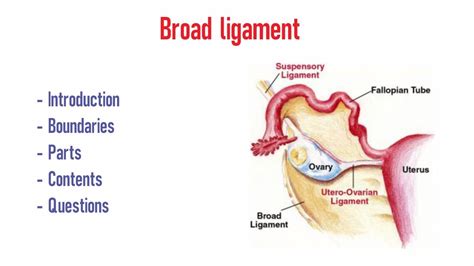 broad ligament