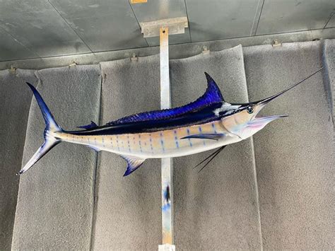 Blue Marlin Mounts and Replicas Made In America - New Wave Taxidermy