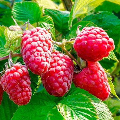 Вакансии — Рассада цветов и овощей.