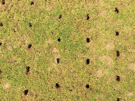 Burghley Cricket Club Square Renovation Fineturf