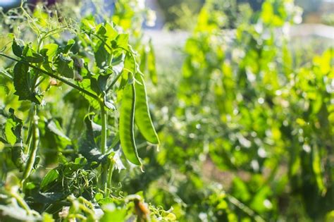 Los Cultivos De Guisantes Plantados En El Suelo Maduran Bajo El Sol La