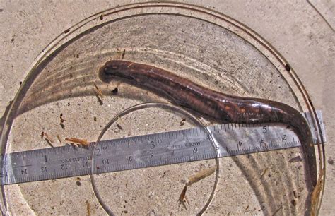 Bug Othe Week Leeches Revisited Riveredge Nature Center