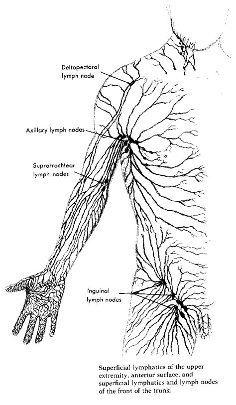 Supratrochlear Lymph Nodes