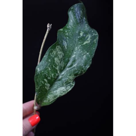 Hoya sp. Sabah AG 08-24 - HOYAPASSION