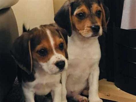 Beagle For Sale In Utah 8 Petzlover