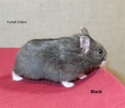 Black Furball Critters