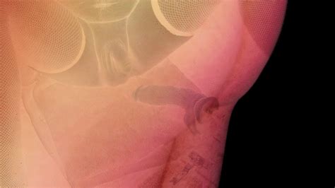 Light Dark SFX CD PMV One Fine Ass Dick Clips Sale