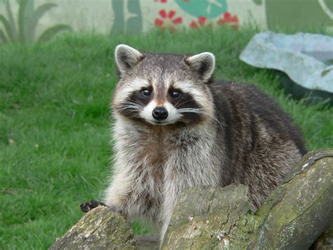 All about the Northern Raccoon