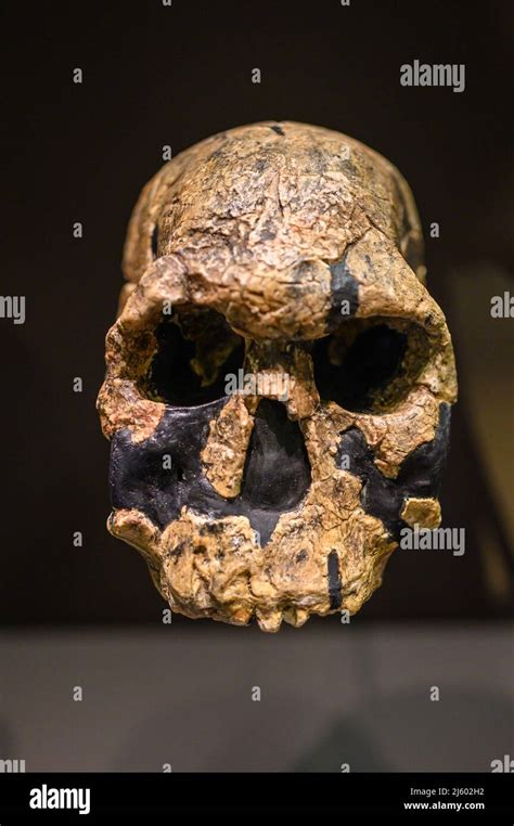 National Museum Of Prehistory Fotos Und Bildmaterial In Hoher