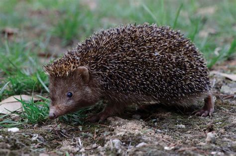 Unusual dark hedgehog from eastern China is new to science | New Scientist