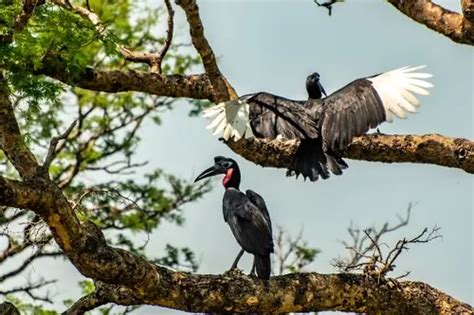 Uganda Bird Watching Tours Come To The Sipi Falls Birding Tour