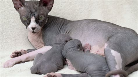 Sphinx Cat Stock Video Footage for Free Download