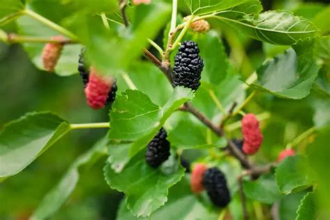 Raisons De Planter Un M Rier Et Guide D Entretien Jardin De Grand