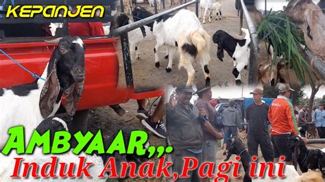 UPDATE HARGA KAMBING BETINA INDUK ANAK HARI INI PASAR HEWAN