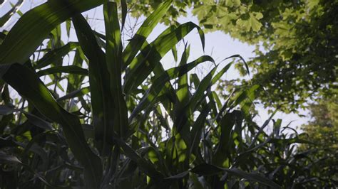 Sun over corn field 9543829 Stock Video at Vecteezy