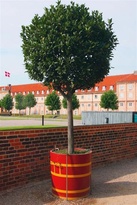 Jardin Arbres Qui Se Plaisent En Pot Arbres En Pots Arbuste En