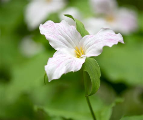 Growing The Native Trillium Flower A Complete Guide Bright Lane Gardens