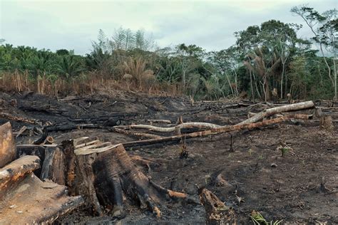 World Failing On Pledges To End Deforestation By Report Says