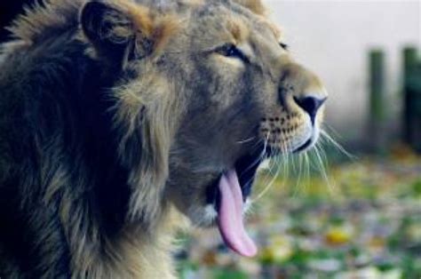 Lion roar African American in side view about West Africa Panthera ...