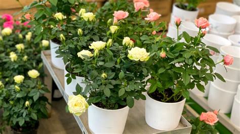 How to Plant, Grow, and Care for Hybrid Tea Roses