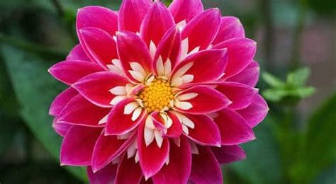 A Mais Linda Flor Do Mundo