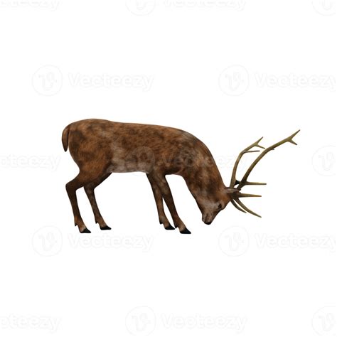 3d Deer Stag Isolated 18875918 Png