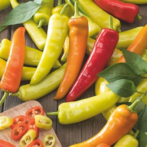 grafted chilli budafest vegetable plants transform rooms fast