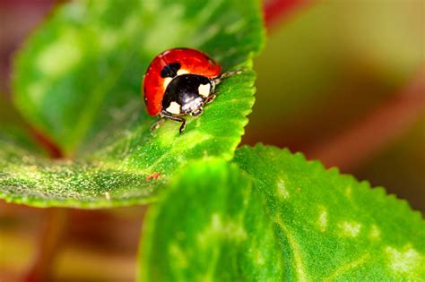 Cute Lady Bird Colorful Nature Habitat Background Ladybug Stock Photo ...