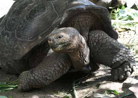 Giant Tortoise At The Genesis Research Station Galapagos Smithsonian